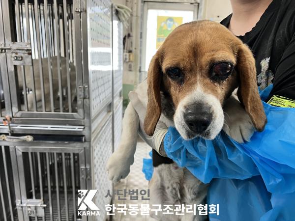 한국동물구조관리협회_441409202500581